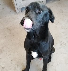 perrito negro