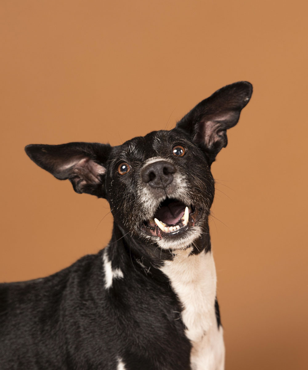 EN ADOPCIÓN